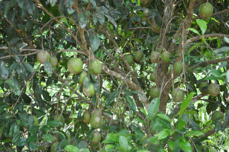 african-mango-for-weight-loss